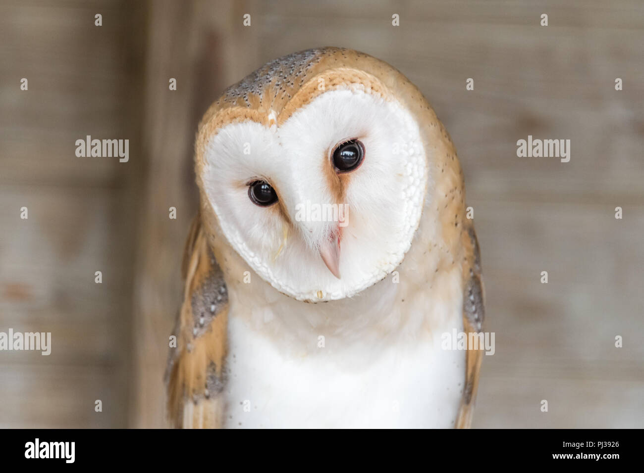Barn Owl at falconry Stock Photo Alamy