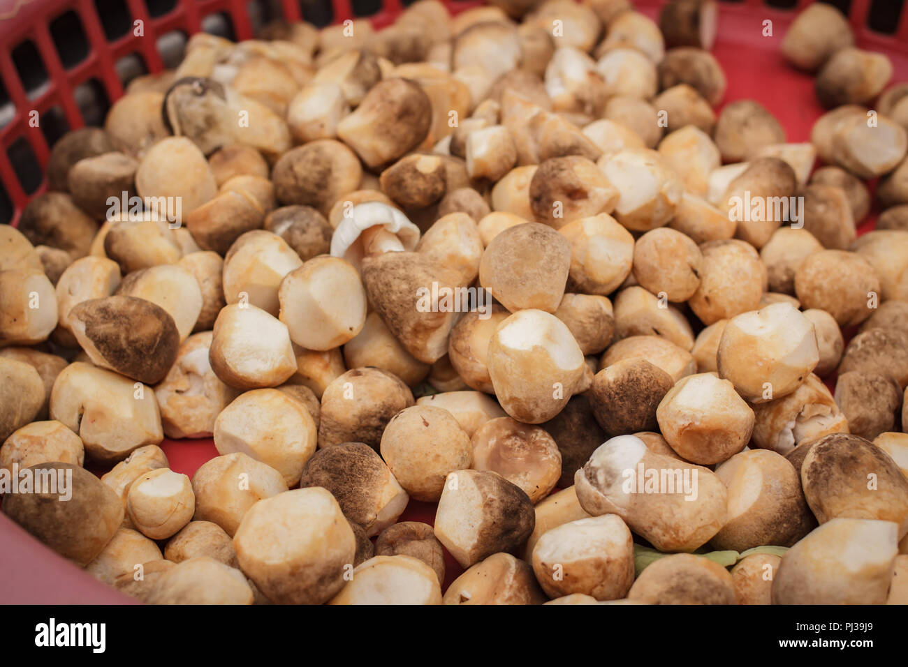 Straw mushrooms isolated on white background Stock Photo - Alamy