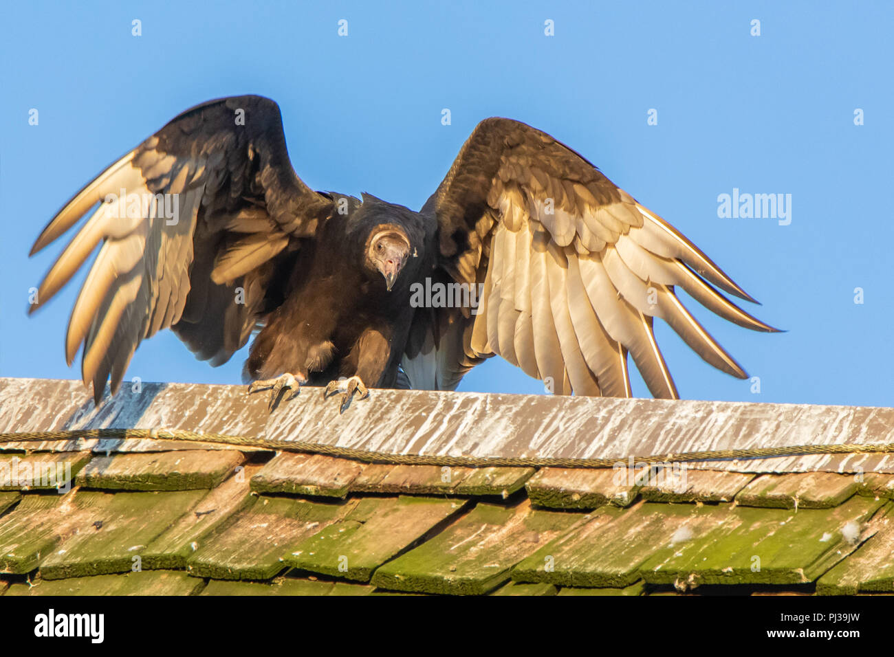 Turkey Vulture Perched on a Roof in Hueston Woods State Park, Ohio