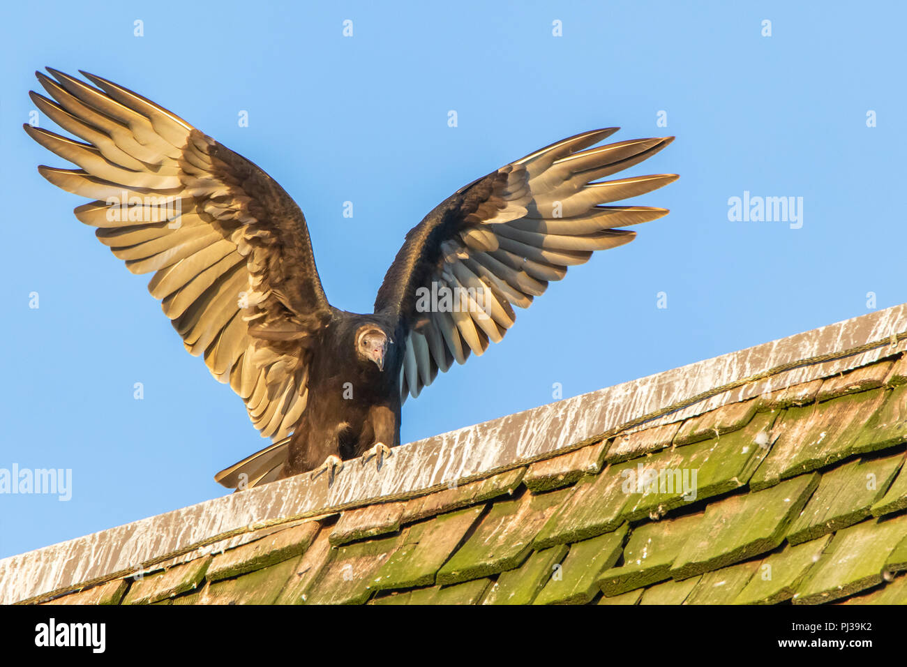 Turkey Vulture Perched on a Roof in Hueston Woods State Park, Ohio