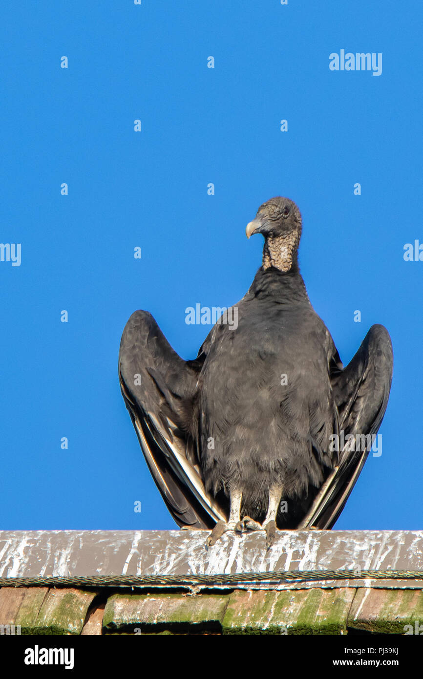Black vulture bird spread wings hires stock photography and images Alamy