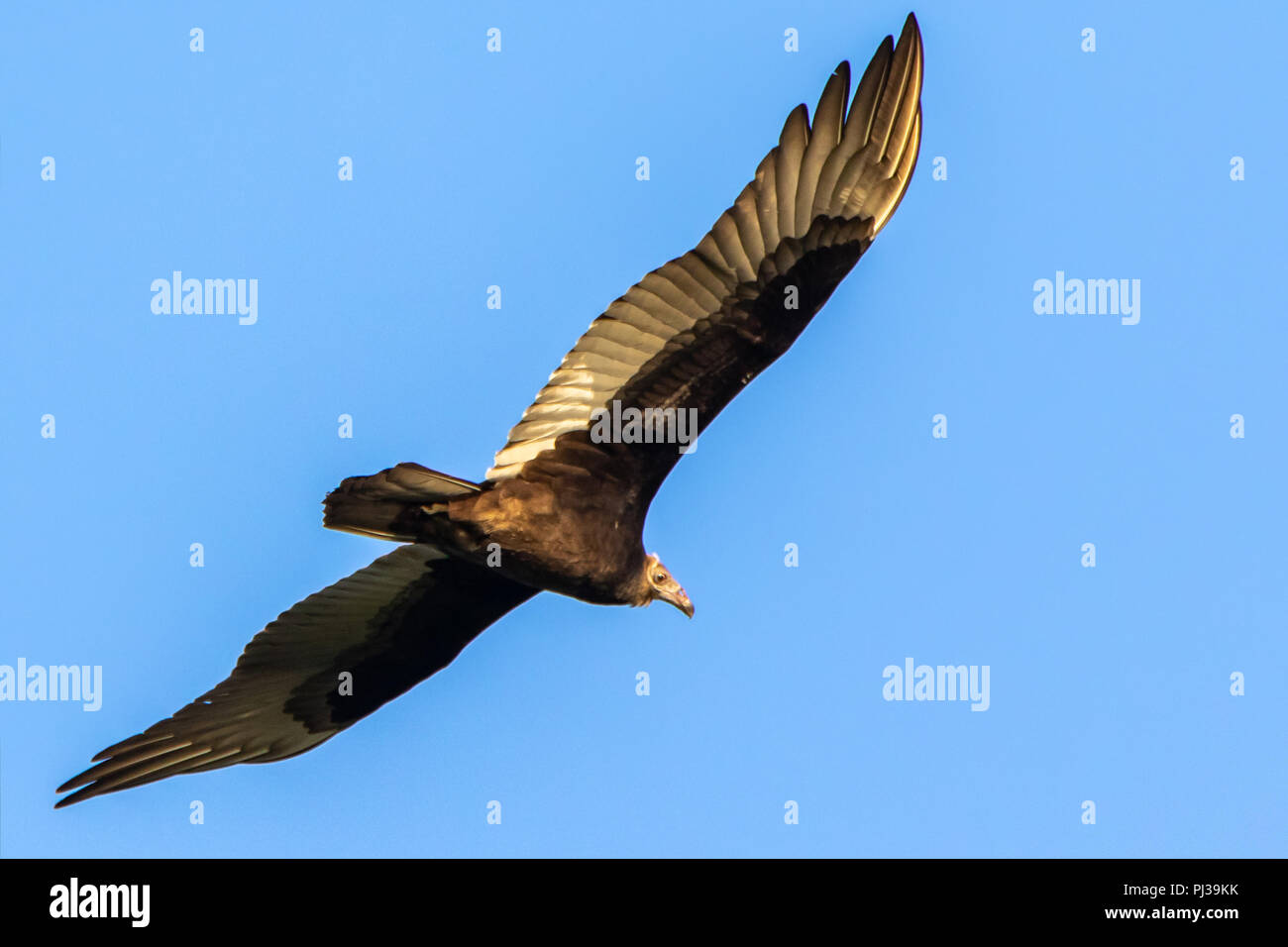 Turkey Vulture Flying in the Sky in Hueston Woods State Park, Ohio
