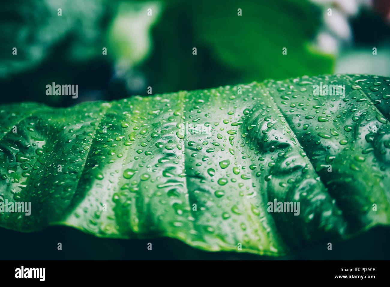 Water drops and leaves close up for nature background. Stock Photo