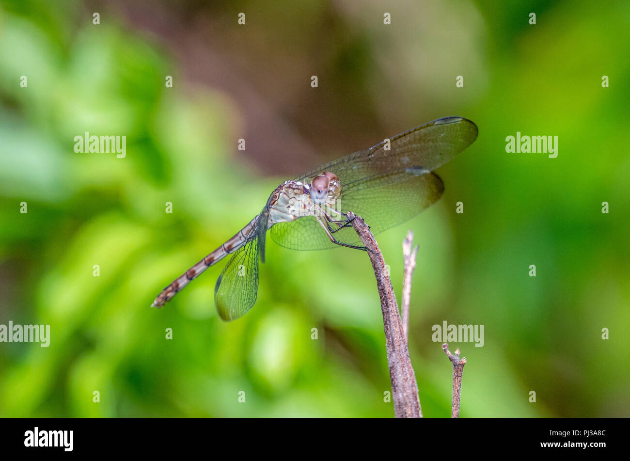 Green Darner or Common Green Darner ,Anax junius, after its resemblance