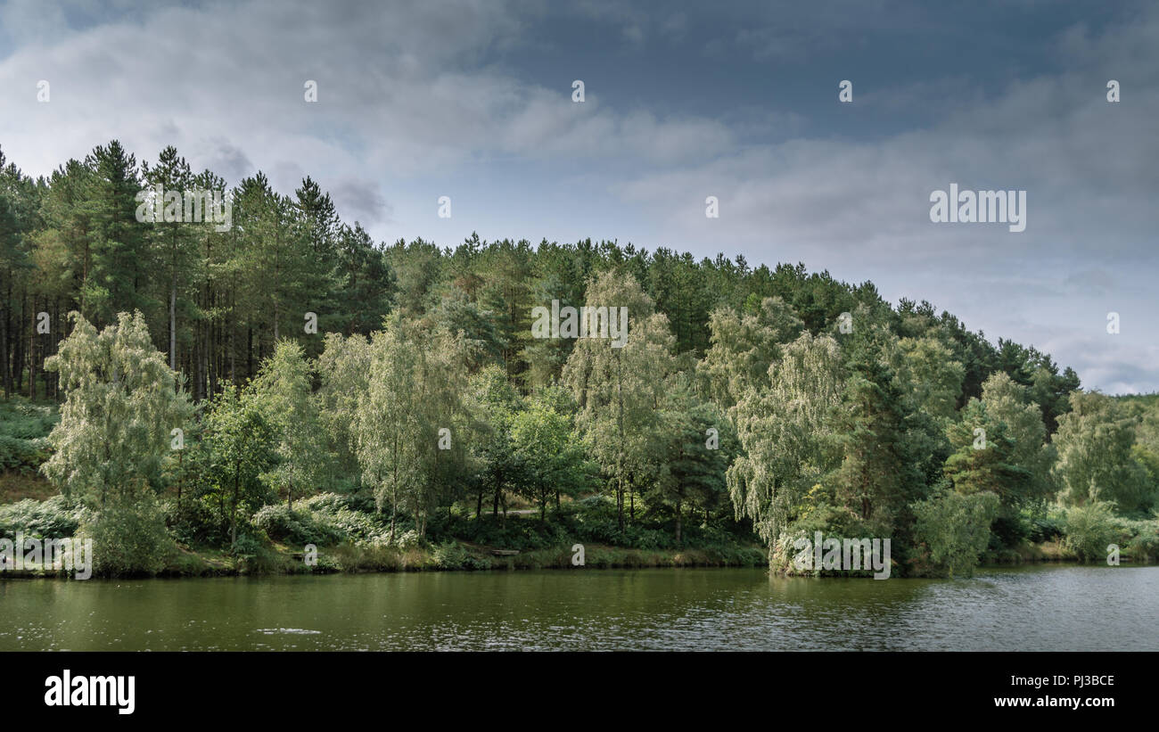 The woods and shoreline of the fishing lakes at Cannock Chase, AONB in Staffordshire. Stock Photo
