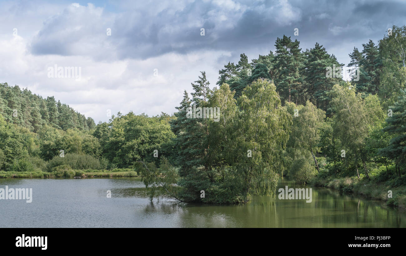 The woods and shoreline of the fishing lakes at Cannock Chase, AONB in Staffordshire. Stock Photo
