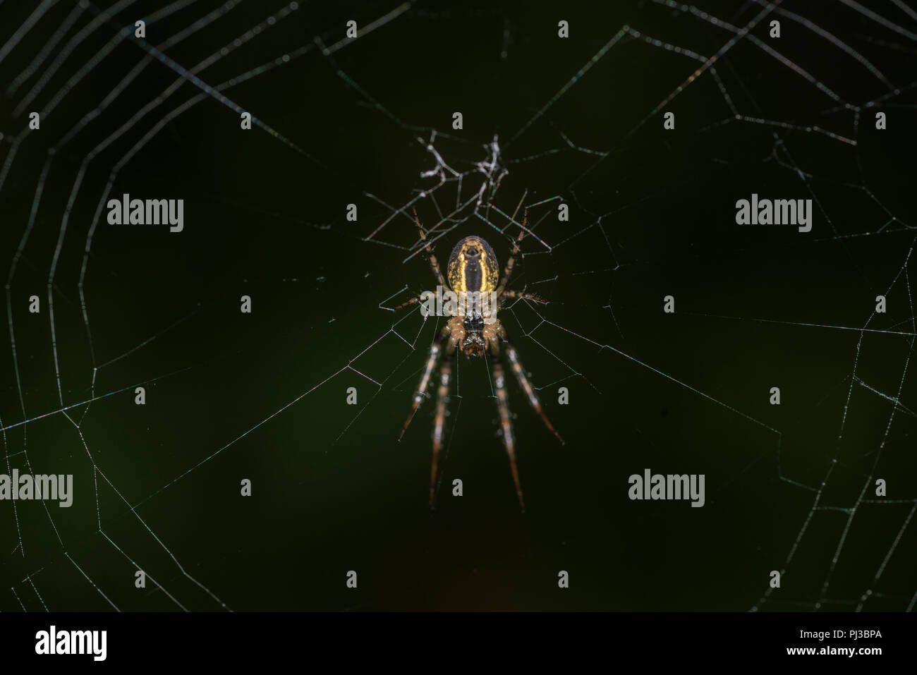 Cross spider sitting in its web Stock Photo - Alamy