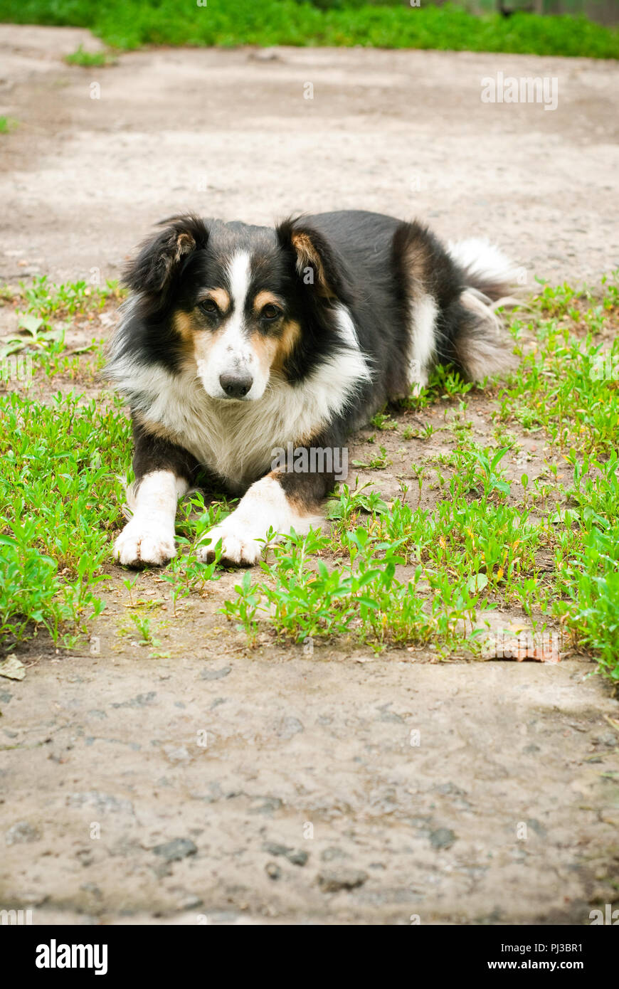 dog lying on the green grass Stock Photo - Alamy