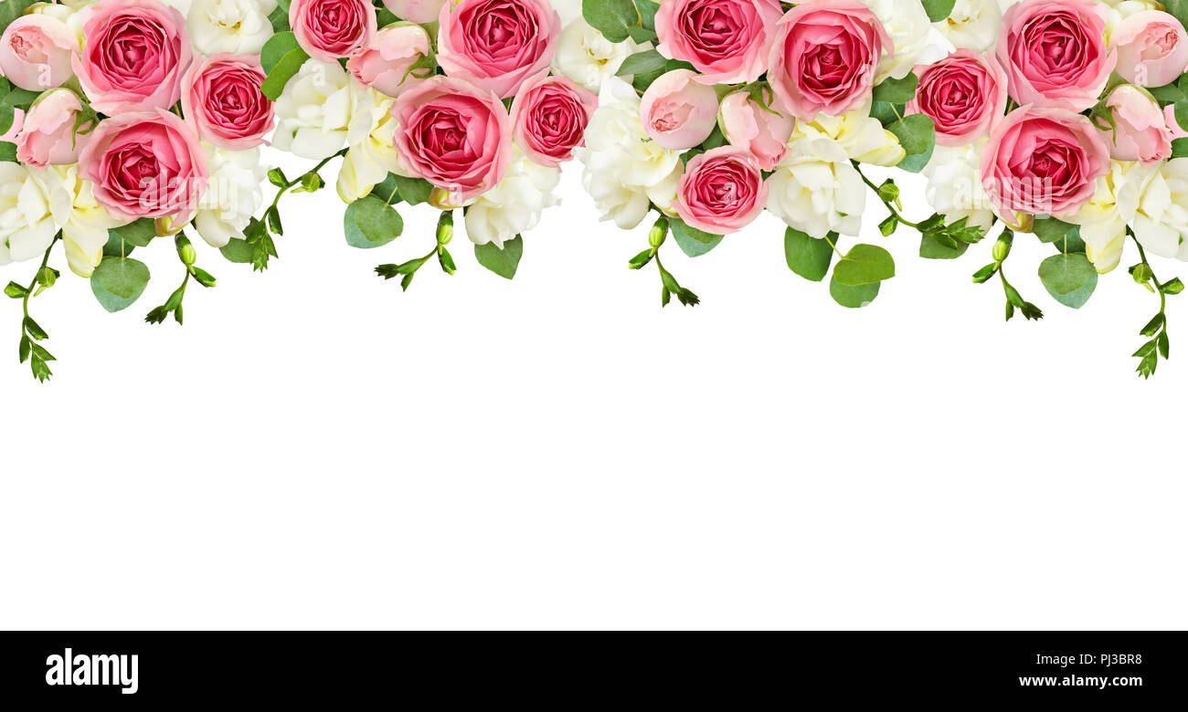 Eucalyptus Leaves Freesia And Pink Rose Flowers In A Top Border Arrangement Isolated On White Background Top View Flat Lay Stock Photo Alamy