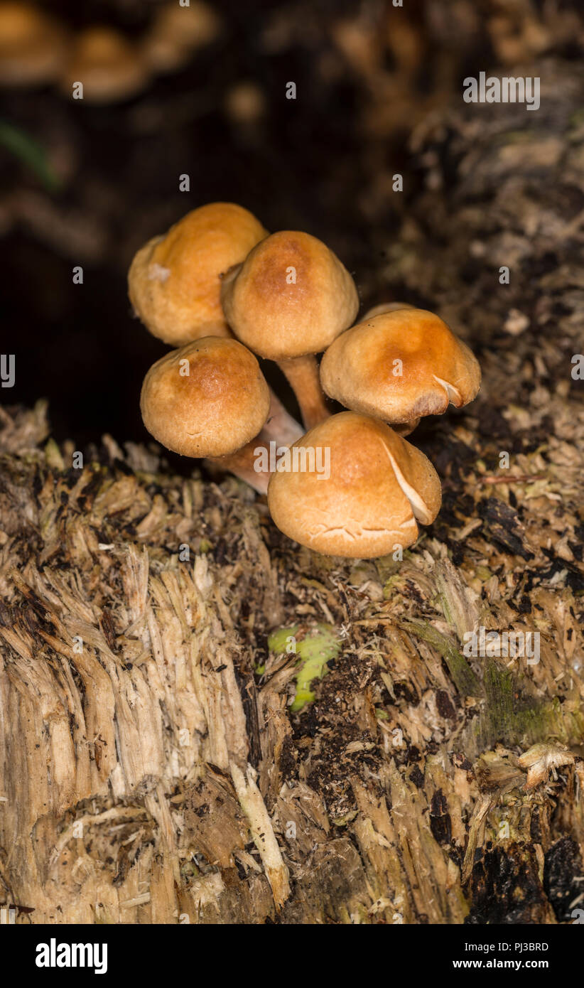 Honey mushroom growing on a dead tree stub Stock Photo