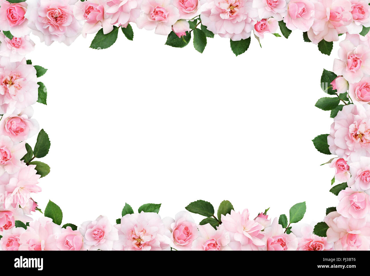 Beautiful frame with pink rose flowers and leaves isolated on white  background. Flat lay. Top view Stock Photo - Alamy