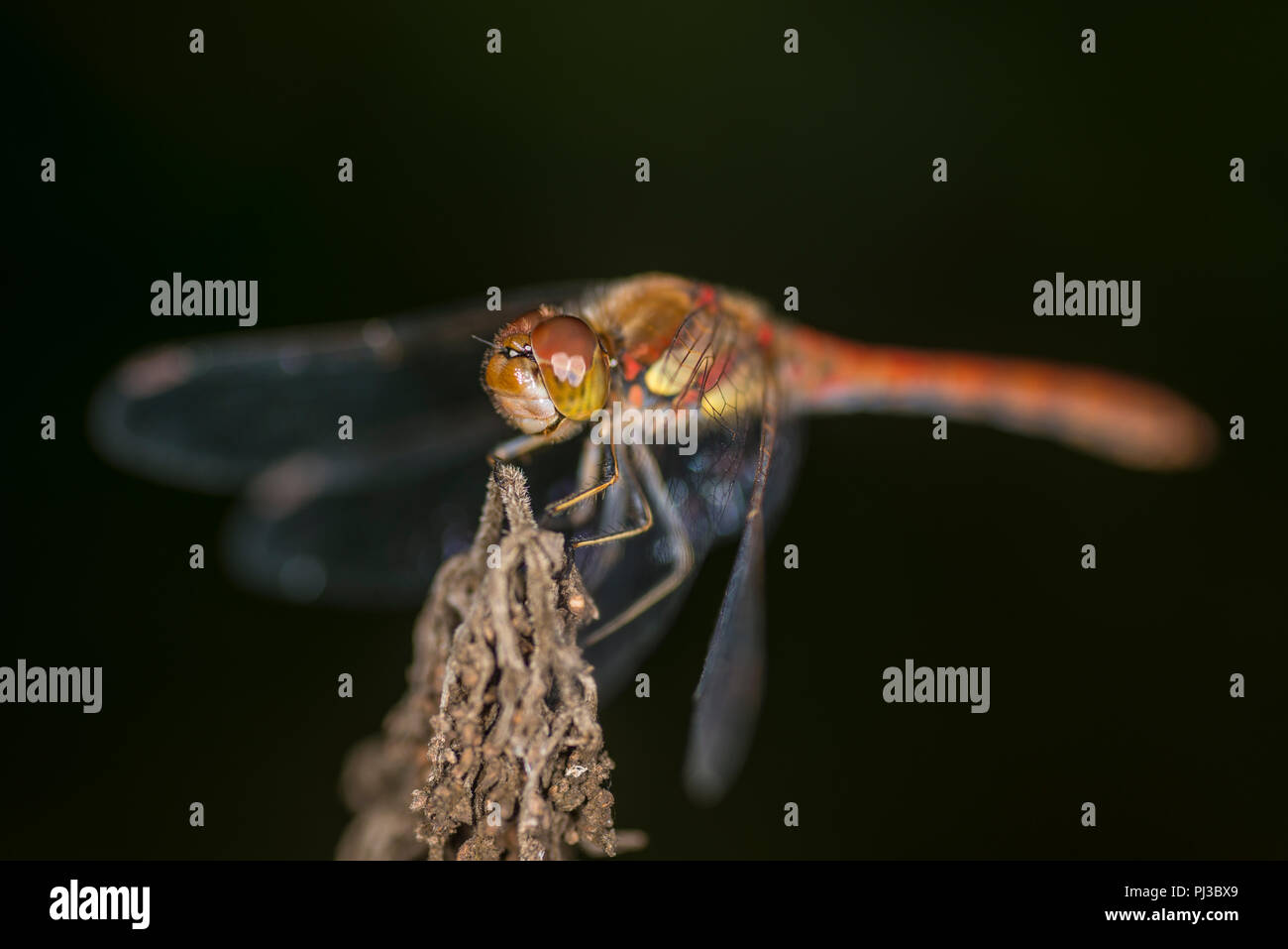 Common dragonfly sitting on the tip of a plant Stock Photo - Alamy