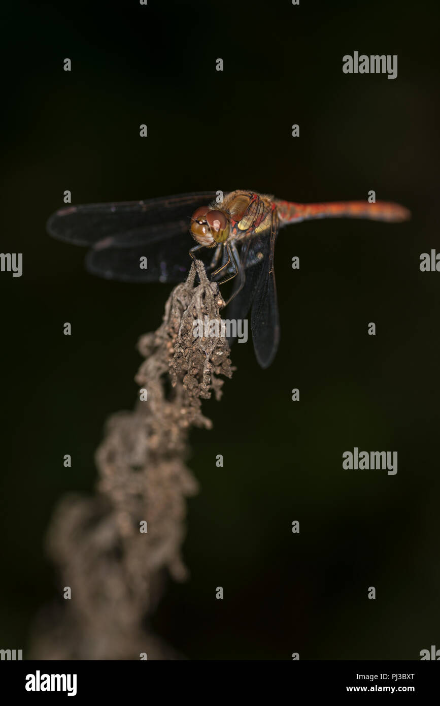 Common dragonfly sitting on the tip of a plant Stock Photo - Alamy