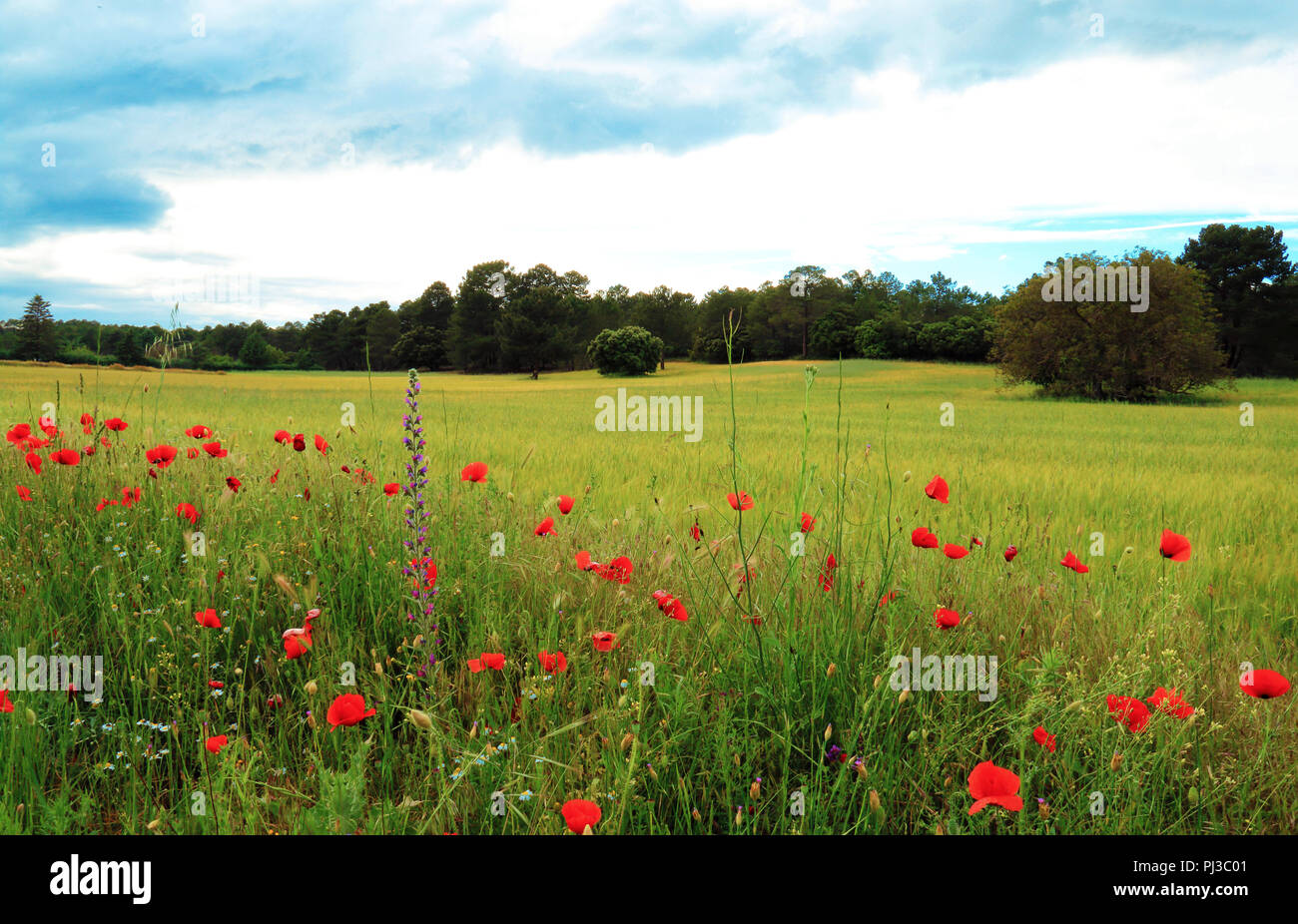 Green meadow full of poppies Stock Photo