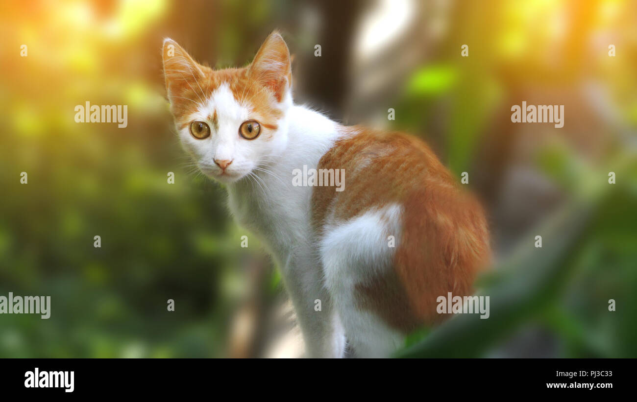 Red orange street cat with white spots standing and looking at me