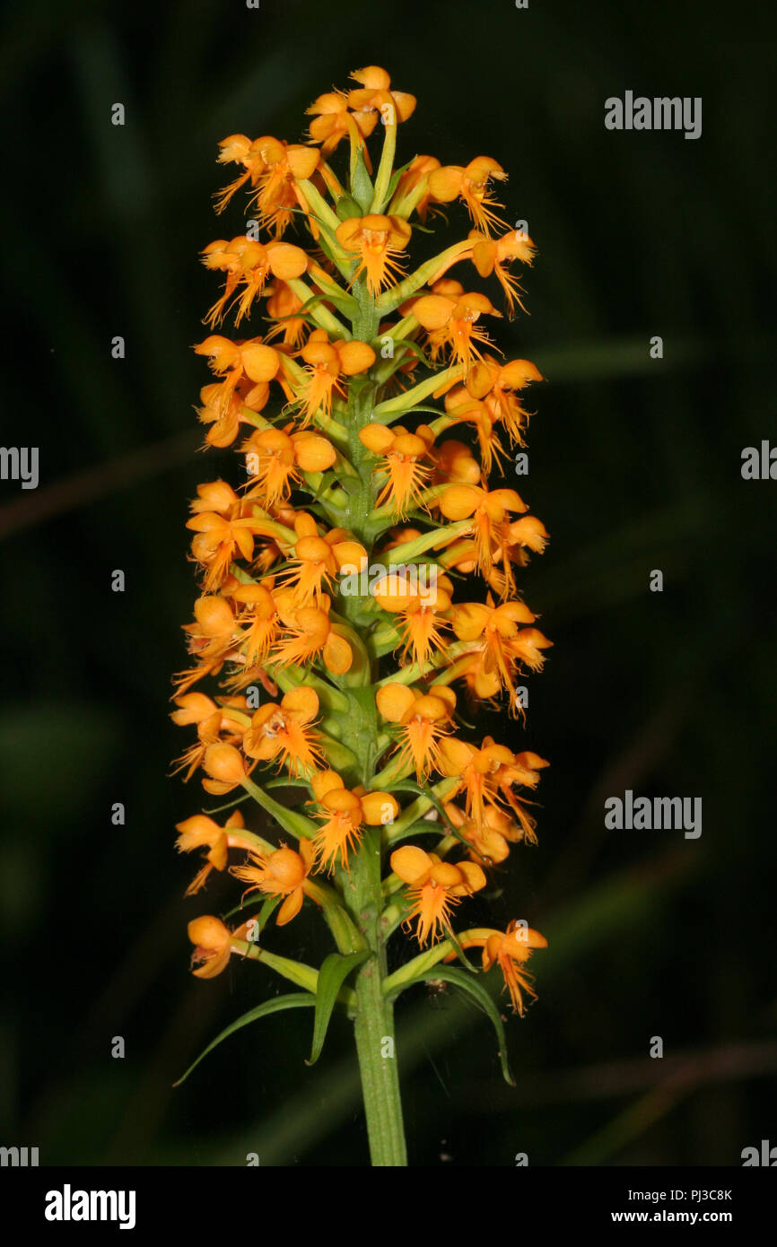 Yellow crested orchid blooms. Stock Photo