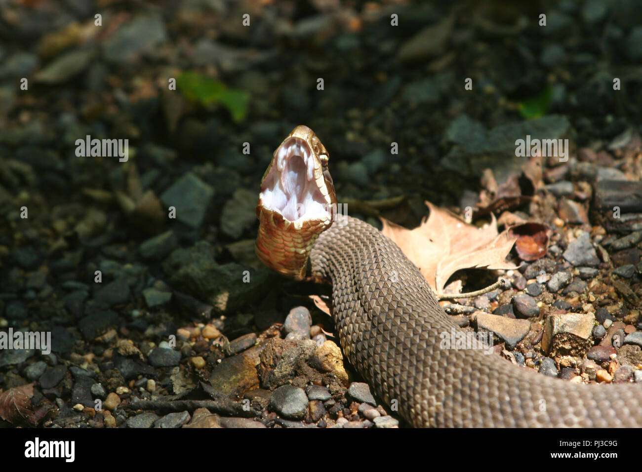 A cottonmouth displaying gaping behavior. Stock Photo