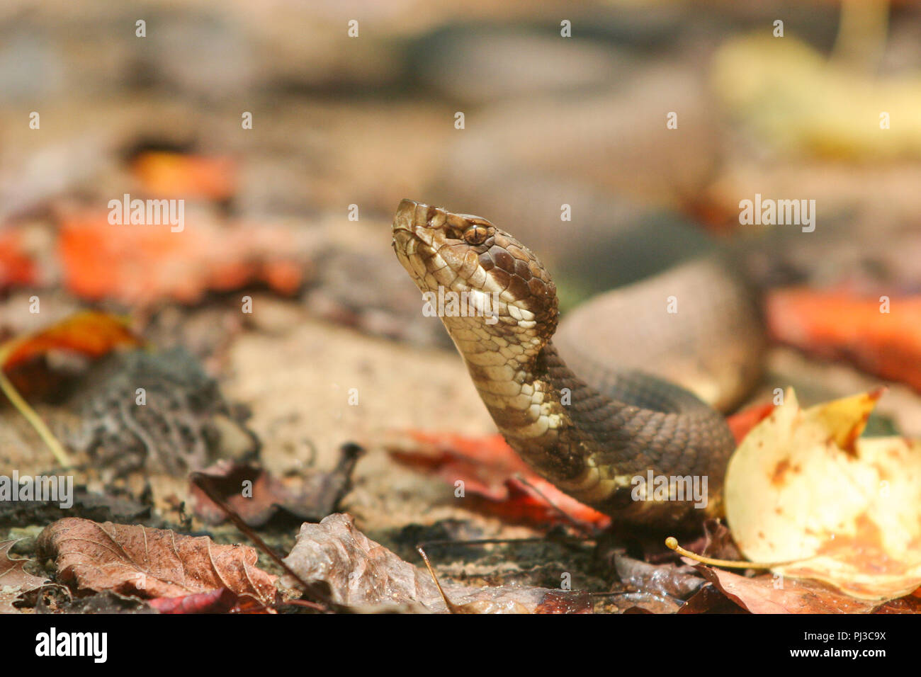 A cottonmouth among autumn leaves Stock Photo