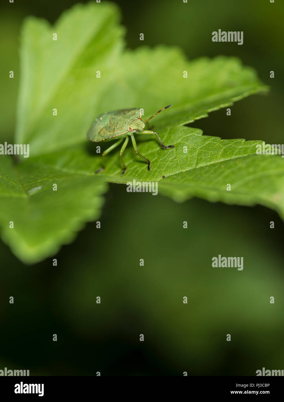 Green shield bug camouflaged hi-res stock photography and images - Alamy