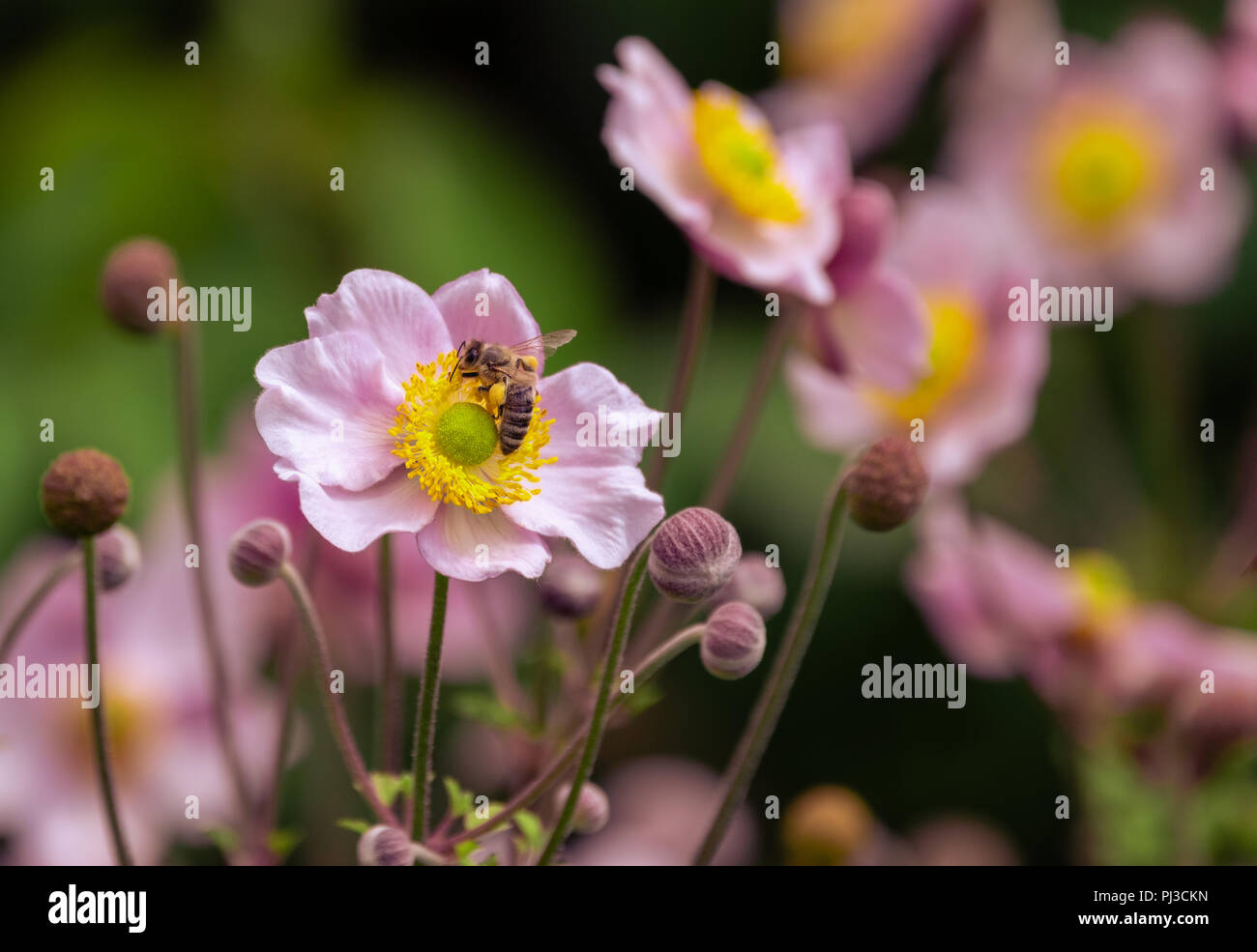 Warm color outdoor floral image of a blooming pink autumn anemone blossom,buds,bee,hot sunny summer day,natural blurred background Stock Photo