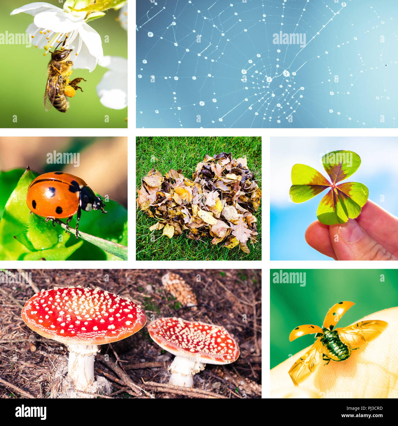 collage of symbols of nature Stock Photo