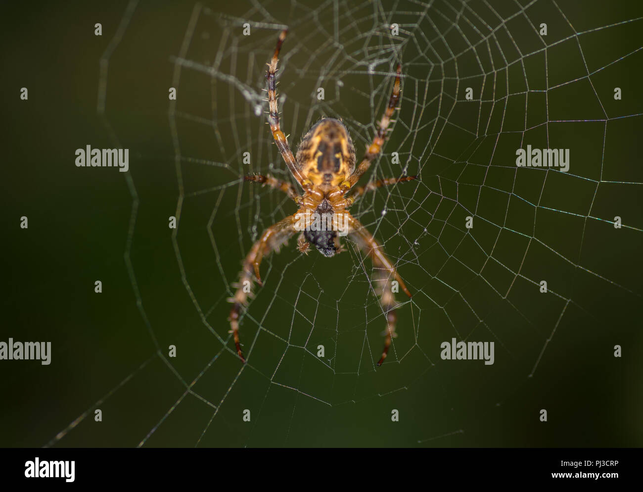 Cross spider sitting in its web Stock Photo - Alamy