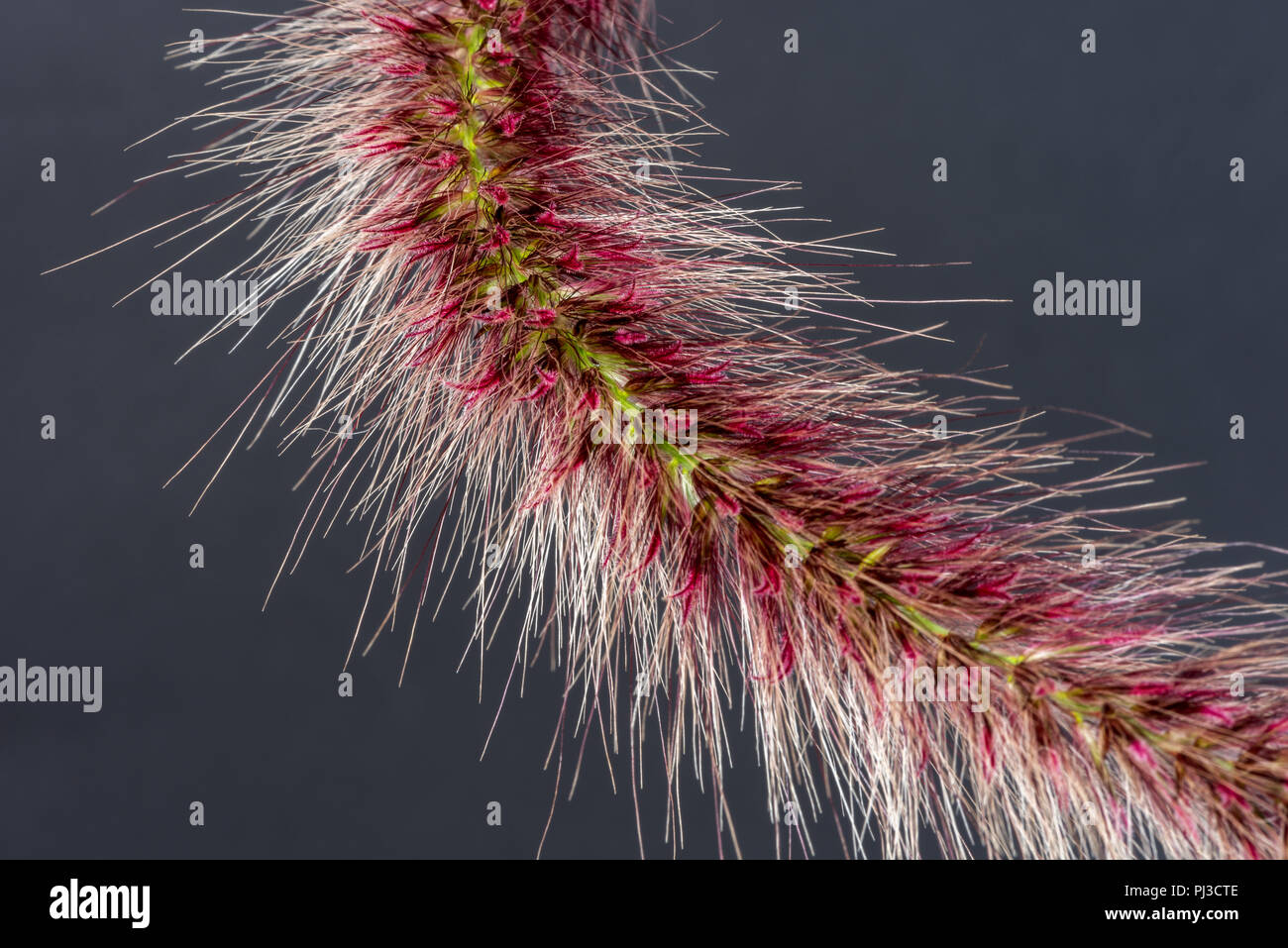 Fine art still life detailed color macro of a part of a single isolated chinese pennisetum/chinese fountaing/dwarf fountain/foxtail fountain/ swamp Stock Photo