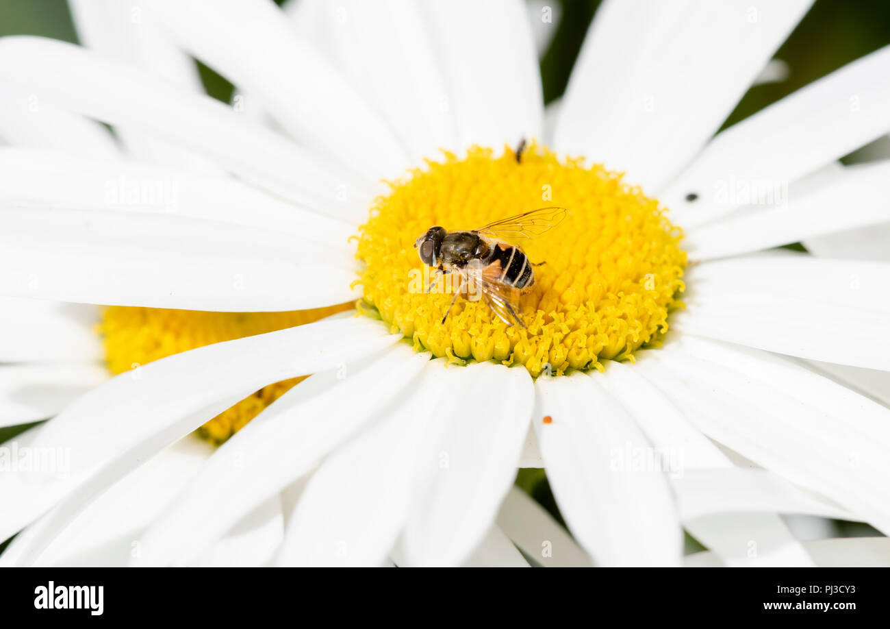 A Hoverfly (Syrphidae) Gathers Pollen on a Cultivated Sunflower Stock Photo