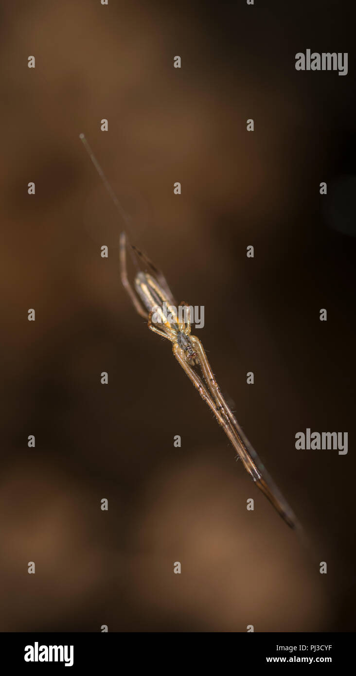 Long-jawed orb weaver in defense pose in its web Stock Photo