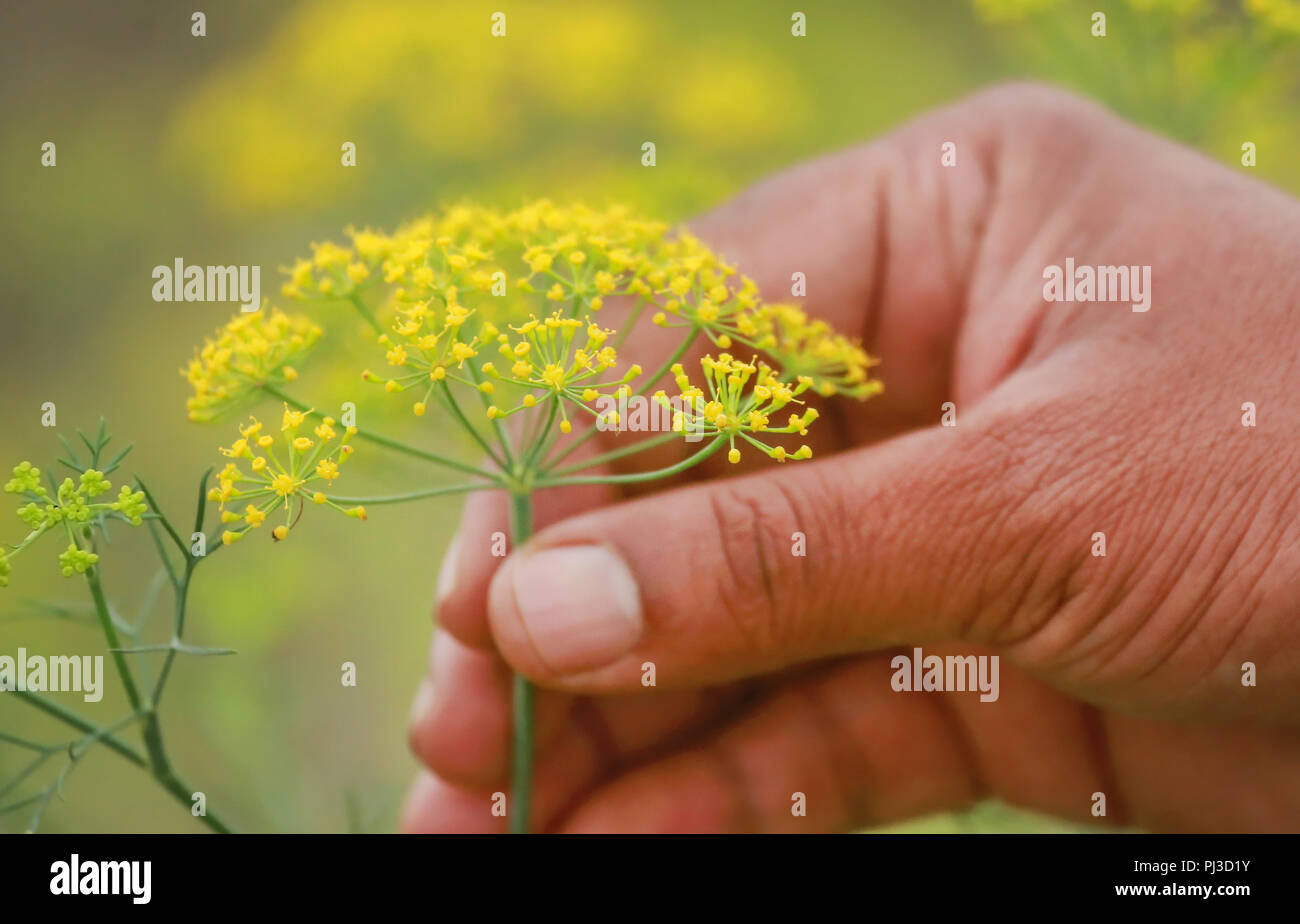 Fennel field hires stock photography and images Alamy