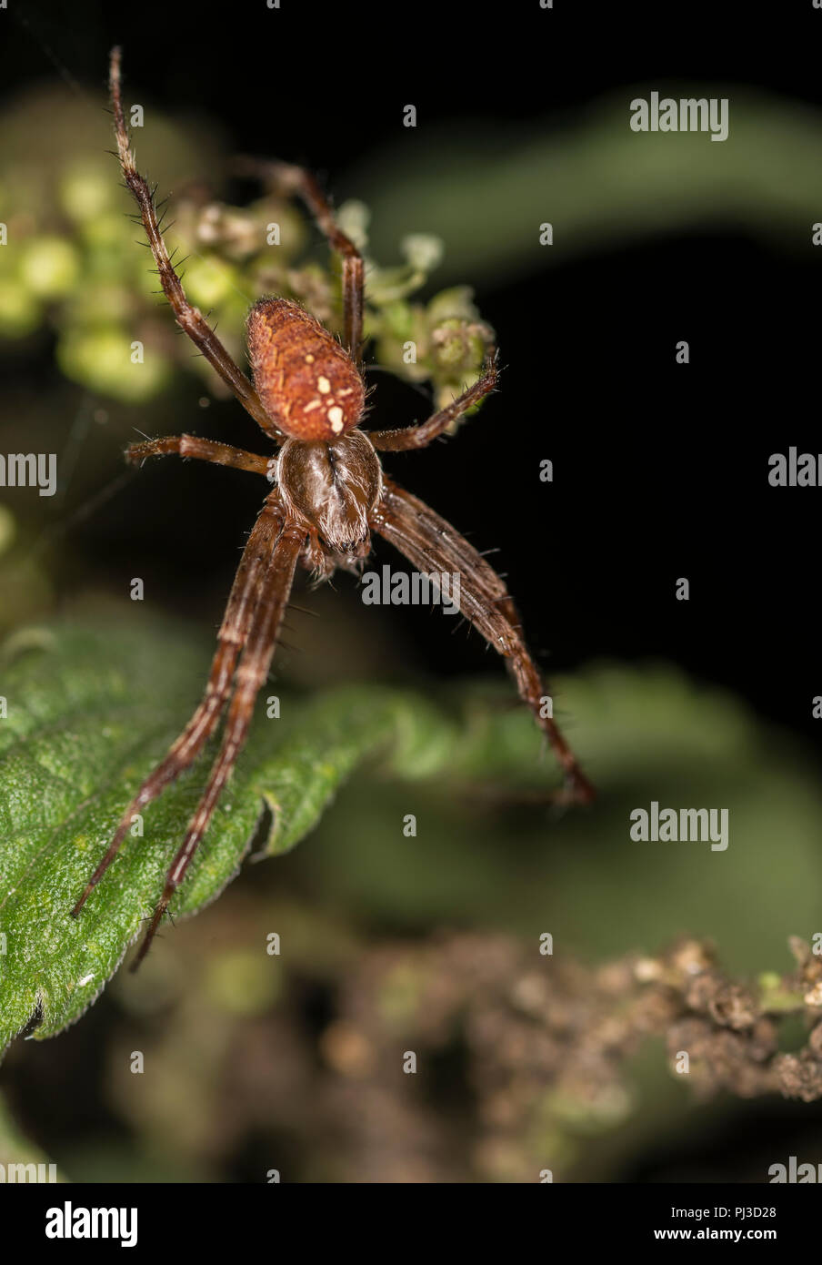 Cross spider sitting in its web Stock Photo