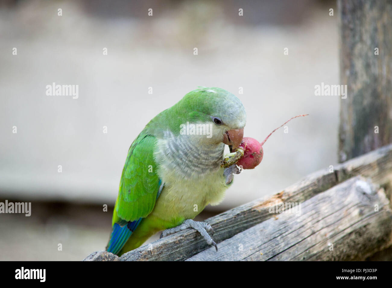 Small green parakeet 2025