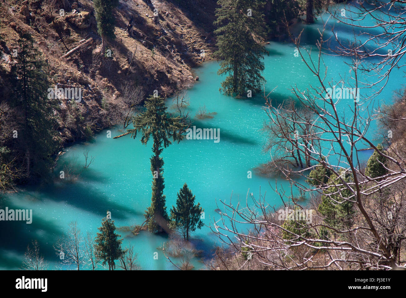 Himalayan firs (Abies spectabilis) and Himalayan spruce (Picea morinda) in water. Amazing flooded forests. Trees rise from lake, deluge. Unusual Himal Stock Photo