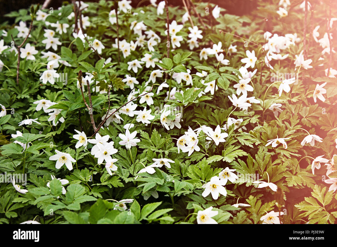 Anemone Asherah (Wood anemone, Anemone nemorosa) in spring, lovely white flowers, white curtain fresh flowers. Great spring. May of youth. Spring clot Stock Photo