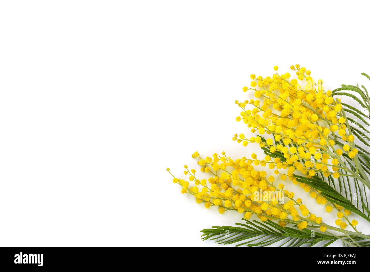 mimosa isolated on white background with copy space for your text. Top view. Stock Photo