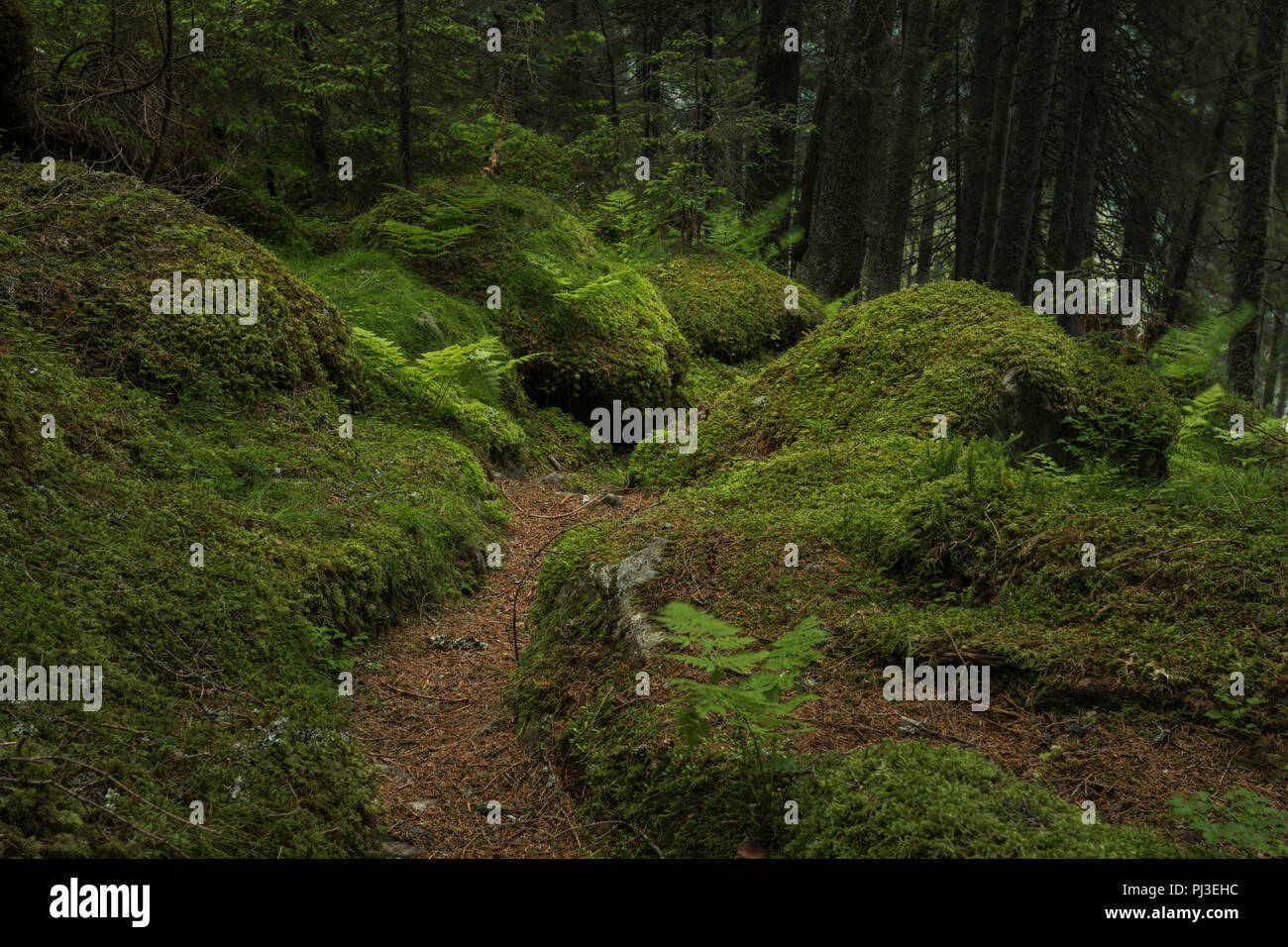 Trail in a forest, Obertal, Schladminger Tauern, Schladming, Styria, Austria Stock Photo
