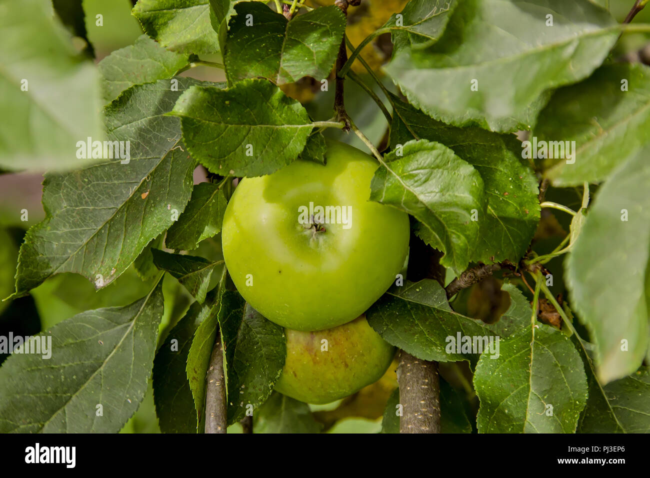 Organic apples growing on an apple tree, Bavaria, Germany, Europe Stock  Photo - Alamy