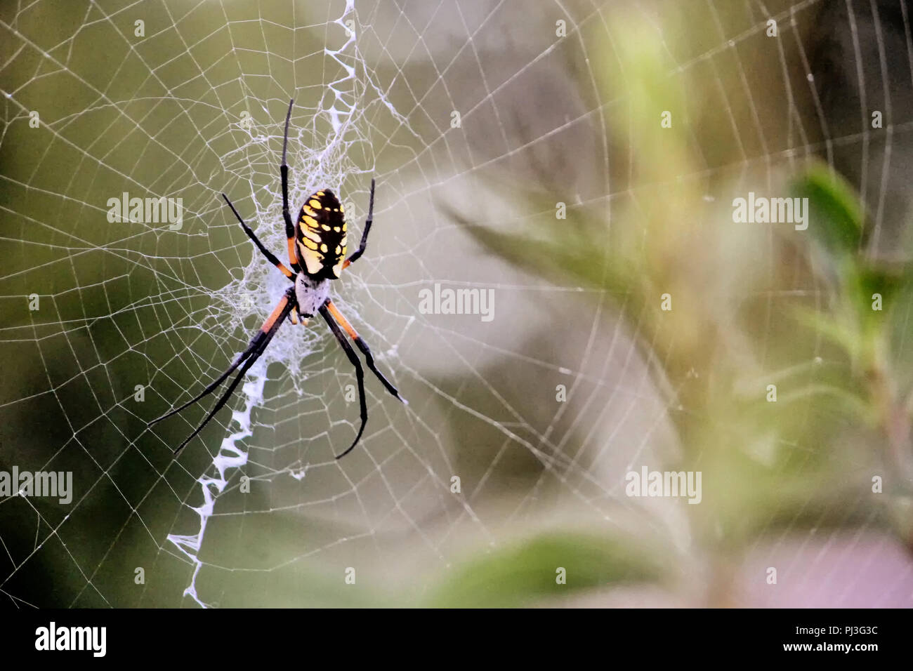 A yellow and black orb weaver garden spider sits in the center of her web against a blurred background. Stock Photo