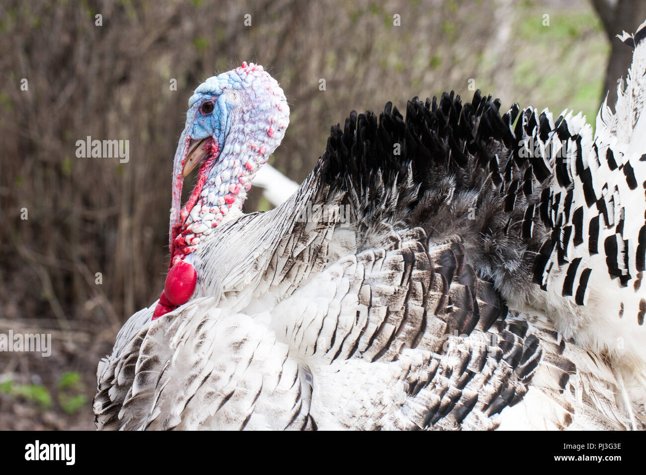 Portrait of a turkey male closeup on a green background. Stock Photo