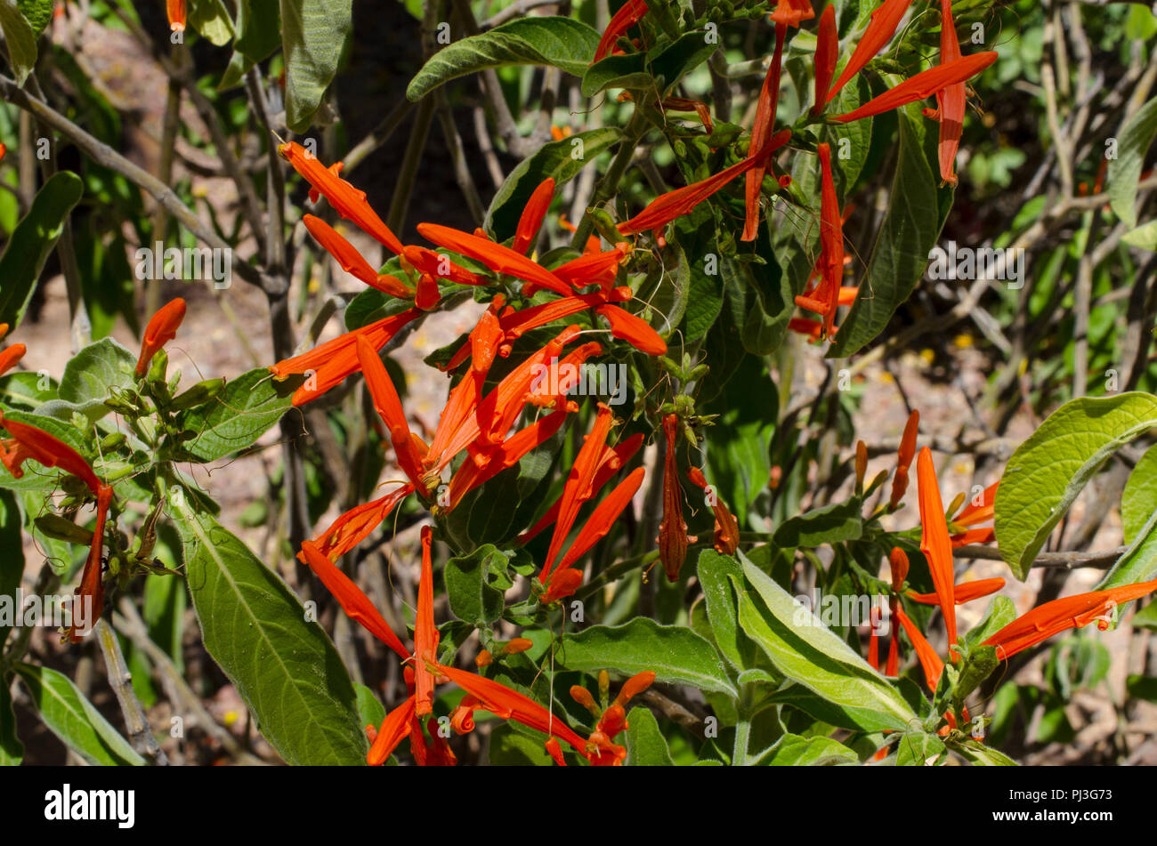 Tubular Red Flowers High Resolution Stock Photography And Images Alamy