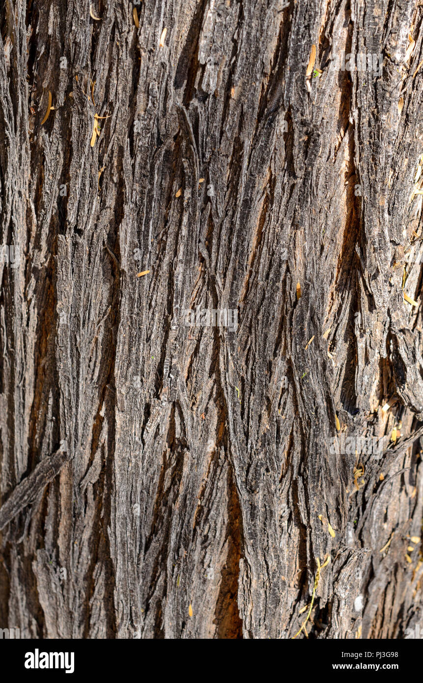 Bark of tree trunk, closeup showing wood textures. Stock Photo