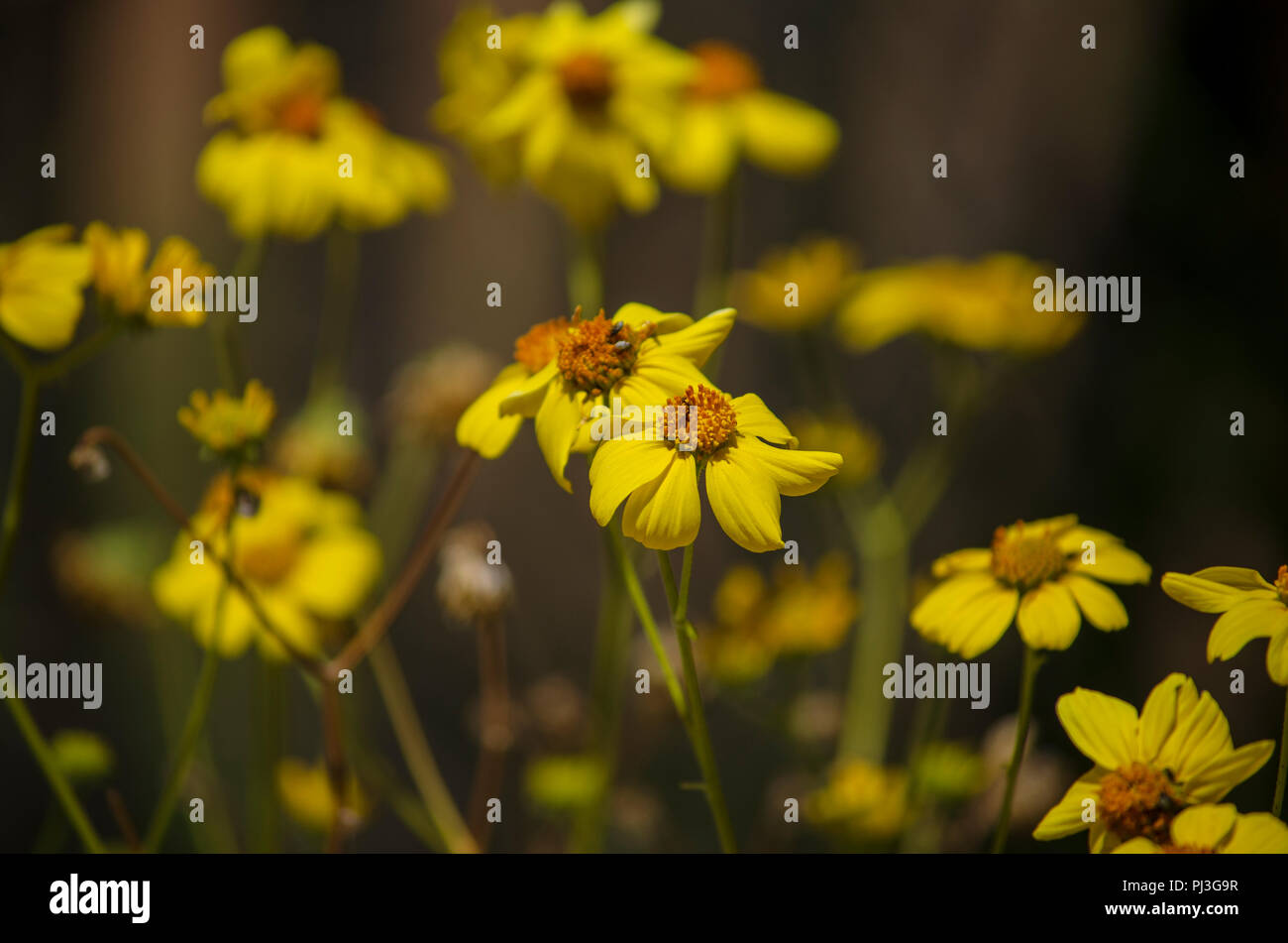 Yellow centers yellow flowers hires stock photography and images Alamy
