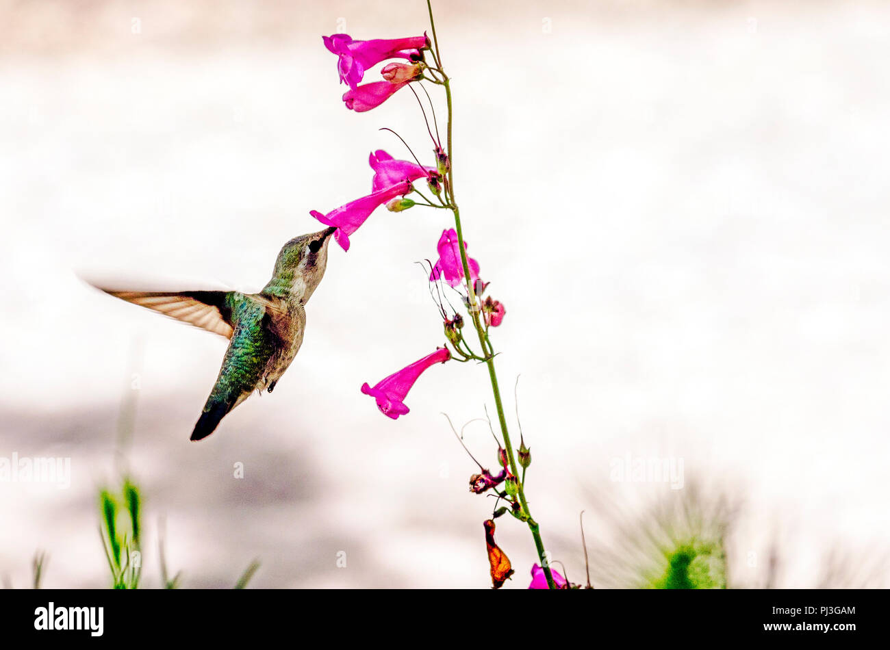 Hummingbird eating nectar from pink flower Stock Photo Alamy