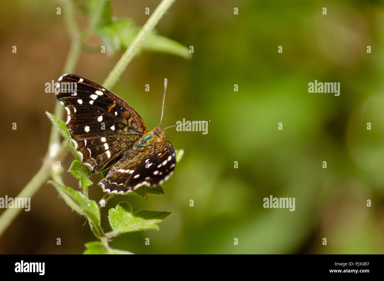 Brown flying insect hires stock photography and images Alamy