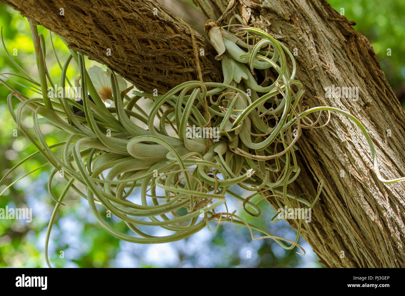 Parasitic plant growing on tree branch Stock Photo Alamy