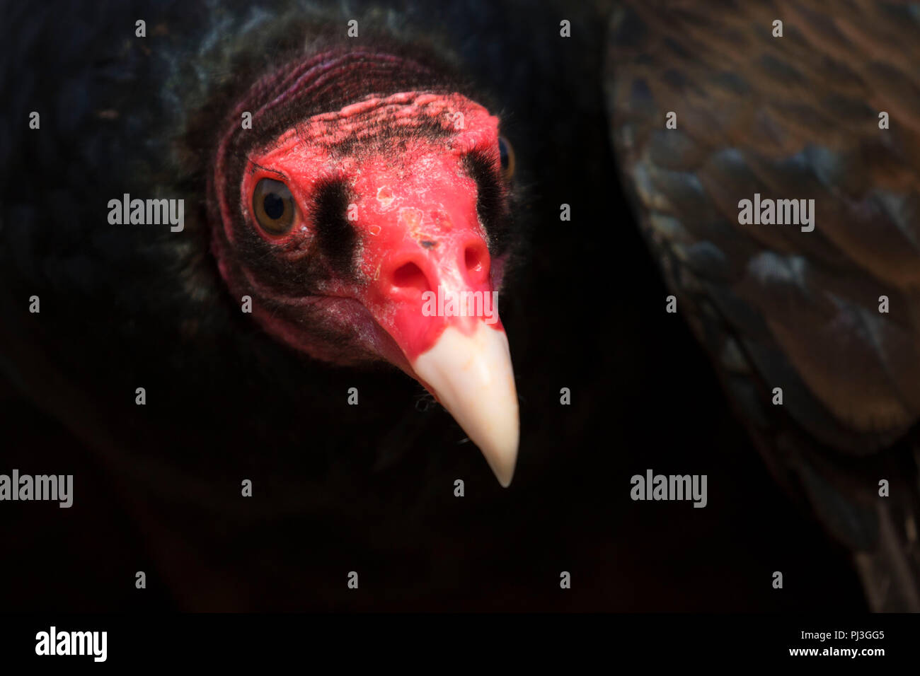 Turkey vulture (rehabilitated animal), William Finley National Wildlife