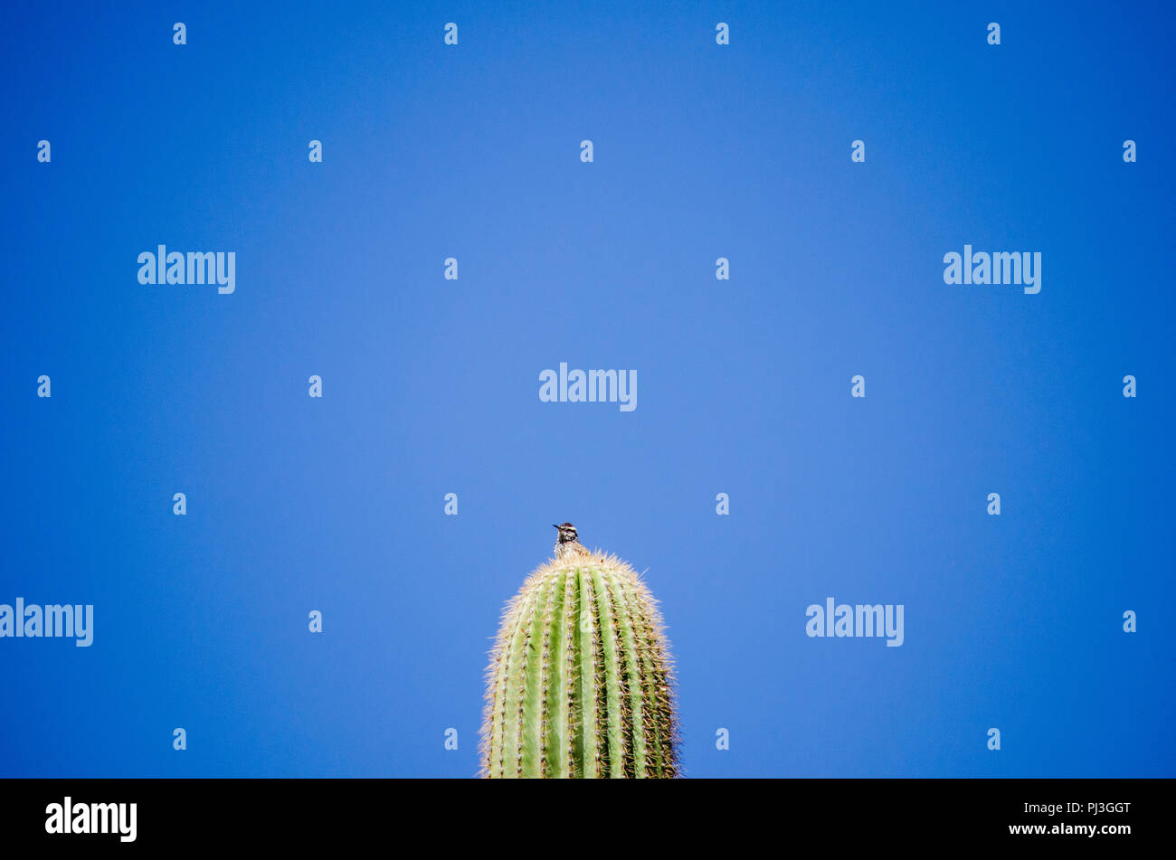 Bird setting on top of tall Saguaro cactus against a blue sky. Stock Photo
