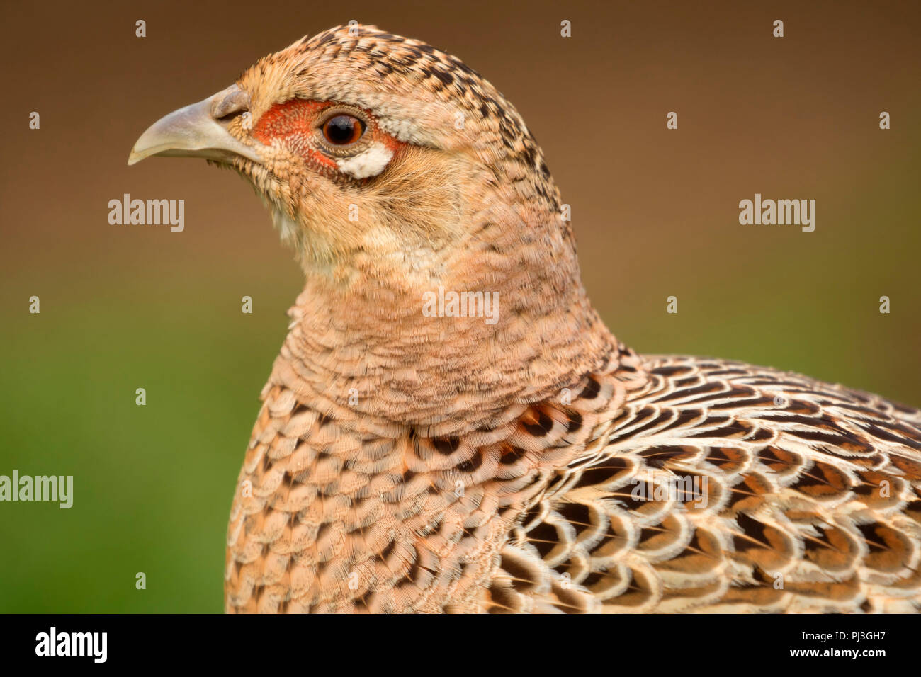 Silver pheasant, EE Wilson Wildlife Area, Oregon Stock Photo Alamy
