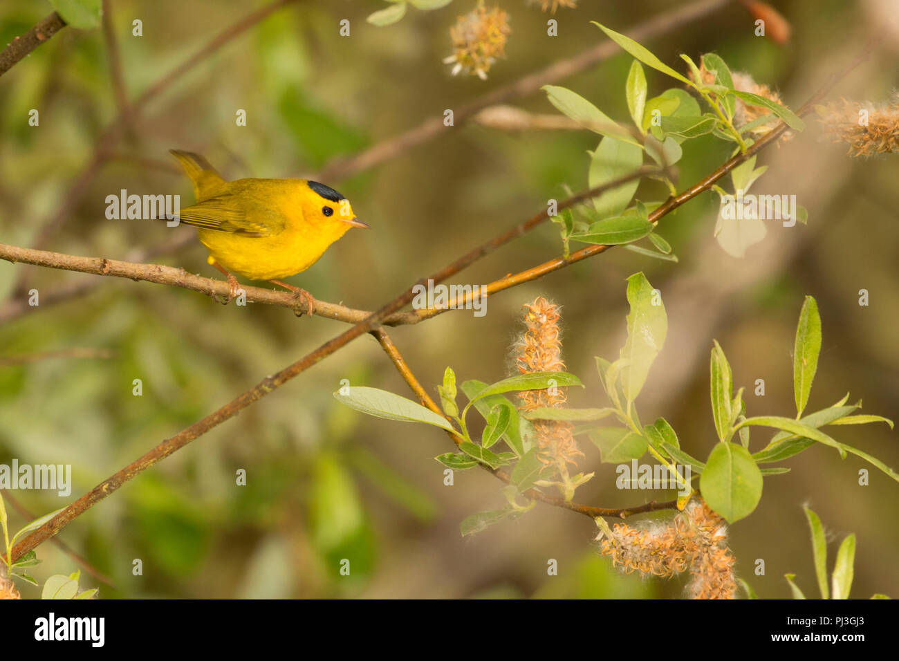 Wilsons warbler hires stock photography and images Alamy