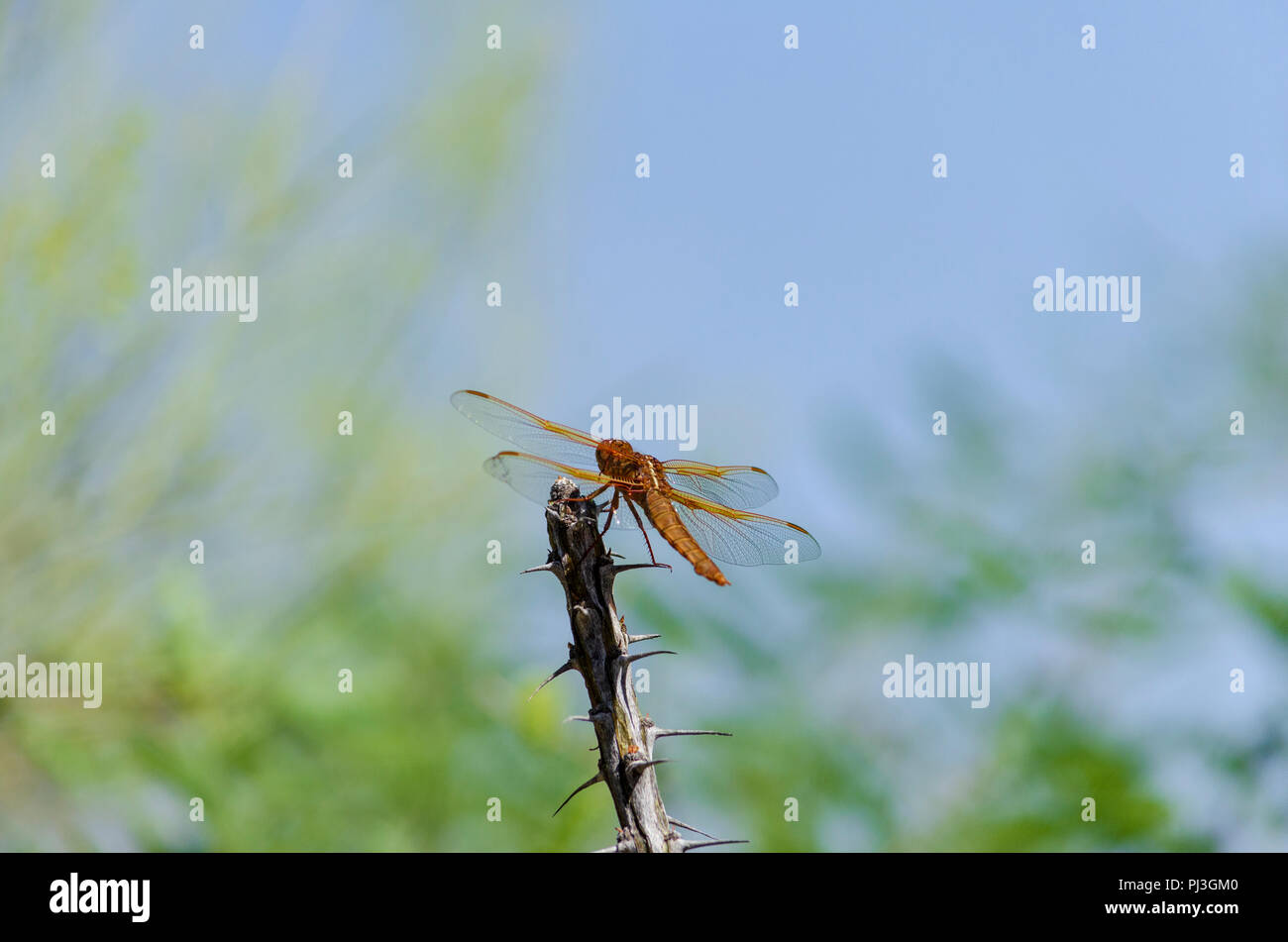 Orange Dragonfly setting on branch Stock Photo - Alamy